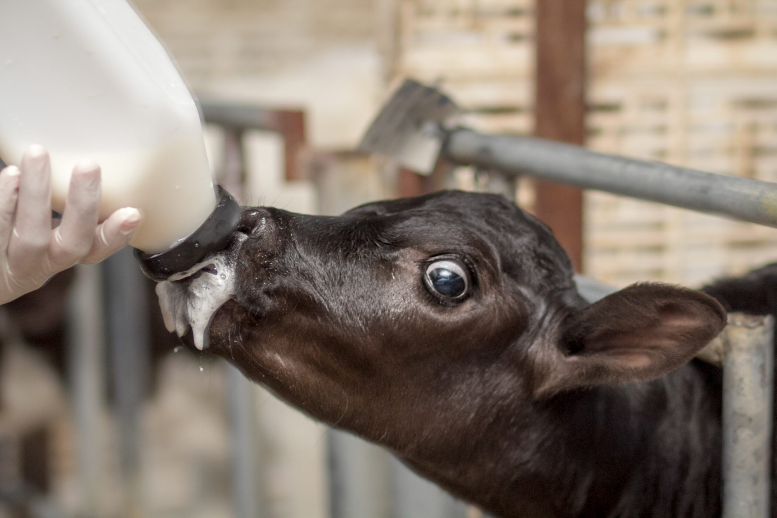 Holstein Calf Image